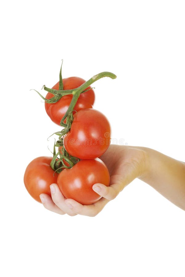 Woman hand holding bunch of tomatoes. stock photos