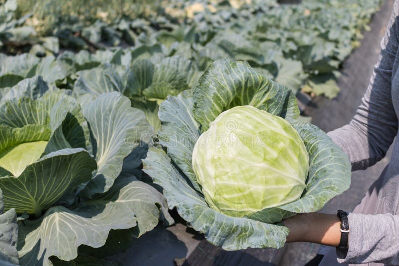 Woman hand holding fresh cabbage harvest from field plant.