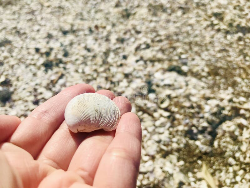 Woman hand holding a seashell. picked up from seashells washed up on the beach.