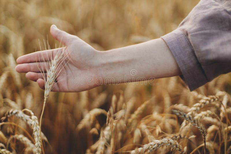 Woman Hand Holding Wheat Stem In Field Close Up Grain Harvest Female