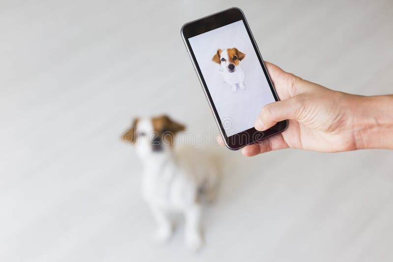 Woman hand with mobile smart phone taking a photo of a cute small dog over white background. Indoors portrait. Happy dog looking royalty free stock photos Woman hand with mobile smart phone taking a photo of a cute small dog over white background. Indoors portrait. Happy dog looking royalty free stock photos