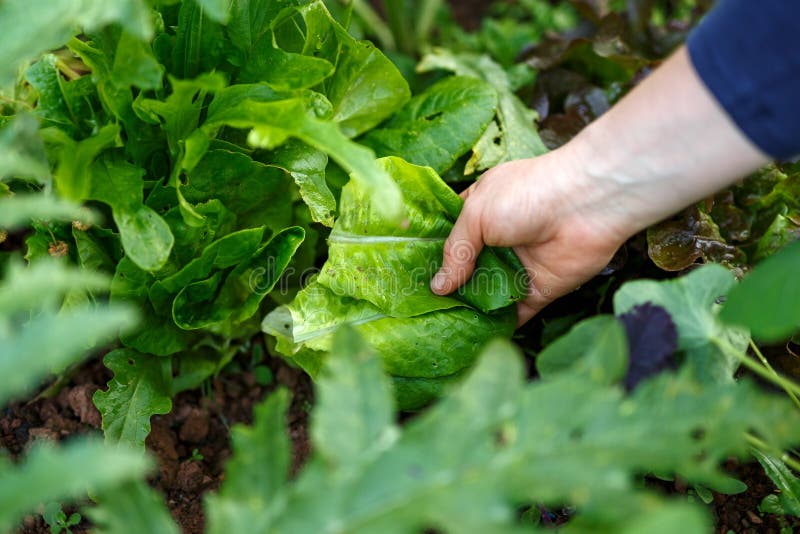 Woman Hand Picking Fresh Lettuce in Garden Stock Photo Image of