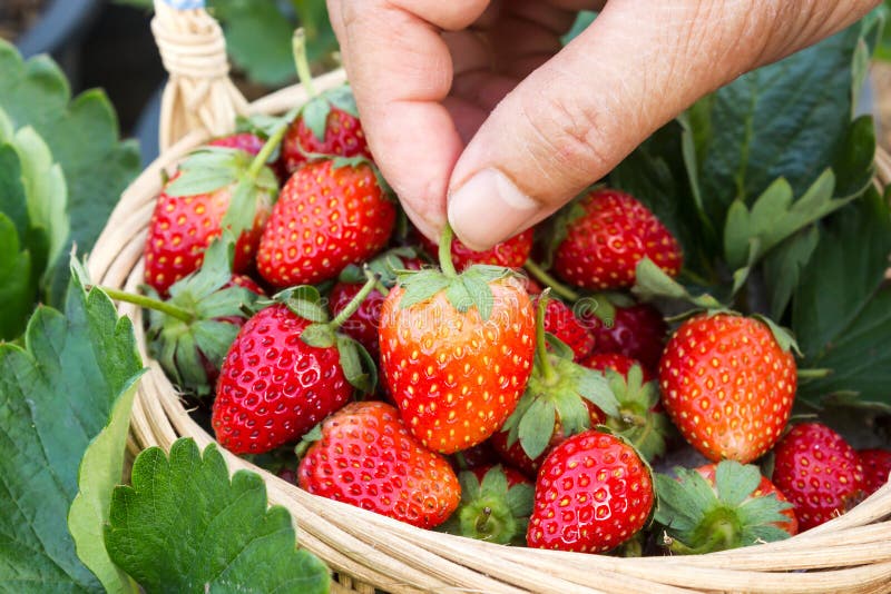 Woman Hand Picking a Strawberry in a Basket. Stock Image Image of
