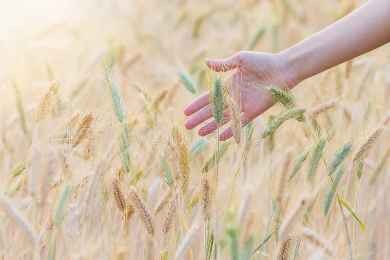 Woman hand touching barley