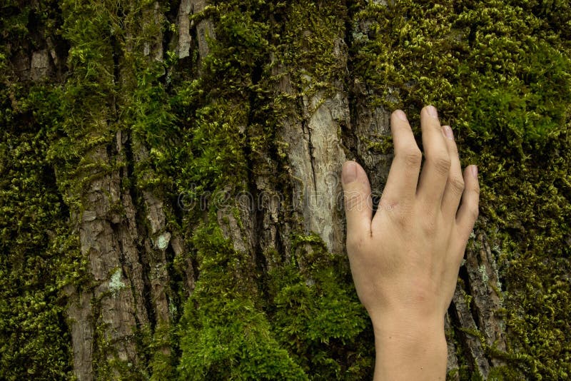 Woman hand on the tree bark, ecosystem protection concept, space for text