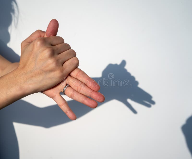 Woman Hands Creating Silhouette Shadow of Animal on White Wall B Stock Image - Image of shadow, hand: 115016281 Woman Hands Creating Silhouette Shadow of Animal on White Wall B Stock Image - Image of shadow, hand: 115016281