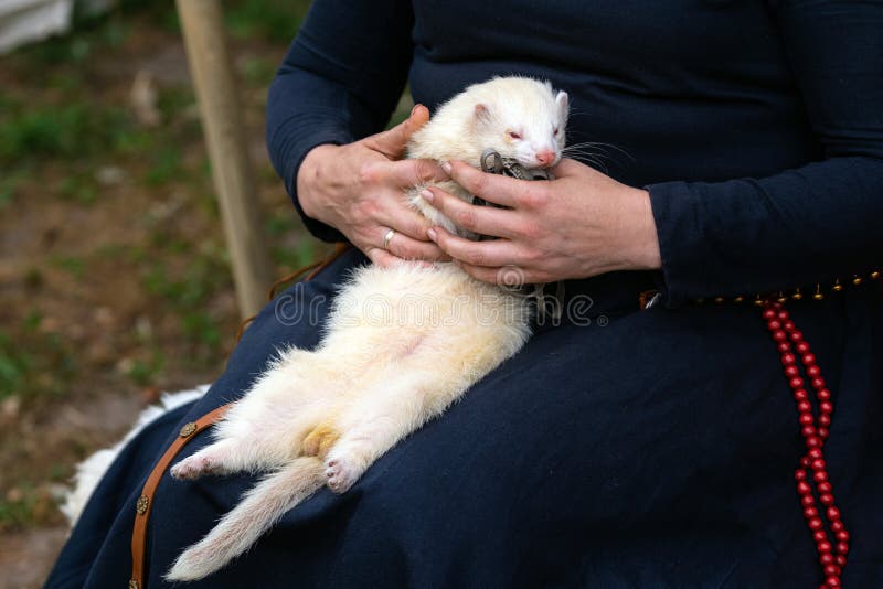 Woman hands holding adorable white ferret outdoors. Furry silver ferret sleeping on woman knees outside stock photography Woman hands holding adorable white ferret outdoors. Furry silver ferret sleeping on woman knees outside stock photography