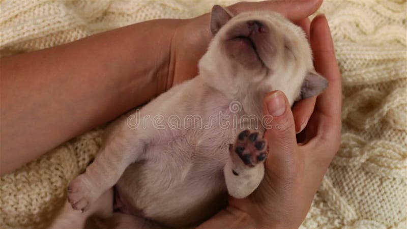 Woman hands holding and caressing newborn puppy dog stock video
