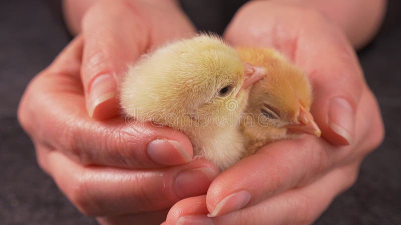 Woman hands holding newborn fluffy chickens resting in her palm stock video