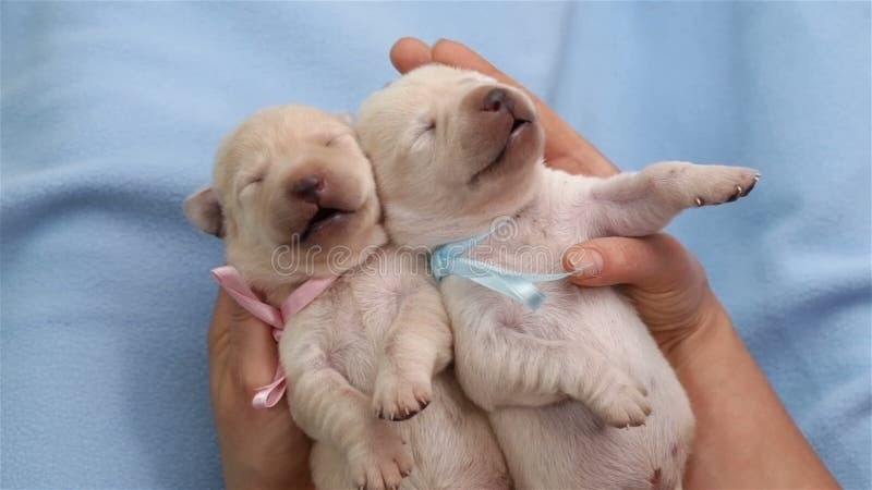 Woman hands holding newborn labrador dog puppies - closeup stock video