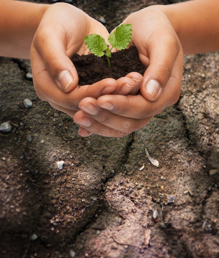 Woman hands holding plant in soil stock image