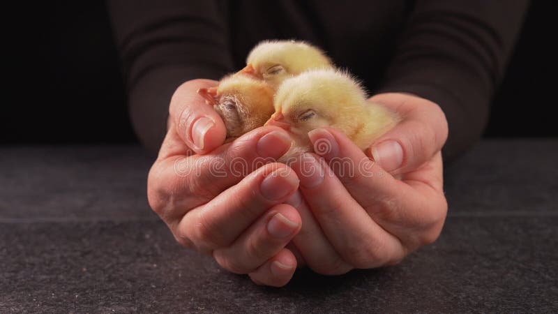 Woman hands holding sleeping newborn chickens stock footage