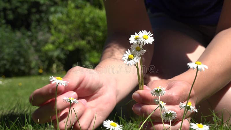 Woman hands pick small daisy flowers from lawn. 4K