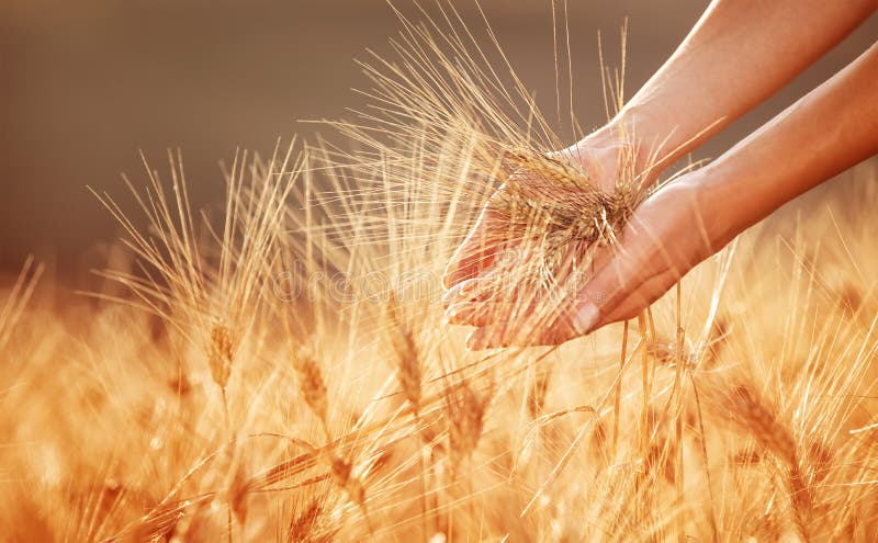 Woman hands touching golden wheat field royalty free stock images