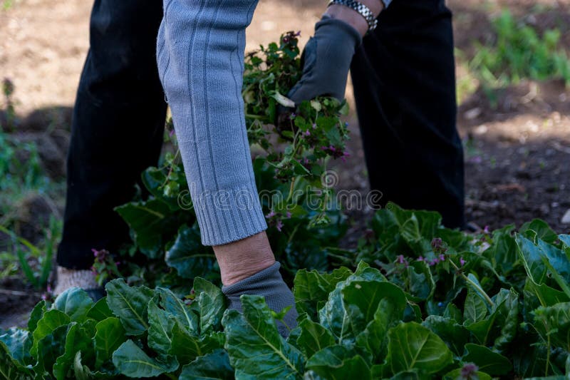 A close up of a womans hands weeding Swiss chard in the garden on a sunny spring day. The woman is wearing protective gloves while cleaning the vegetable. A close up of a womans hands weeding Swiss chard in the garden on a sunny spring day. The woman is wearing protective gloves while cleaning the vegetable