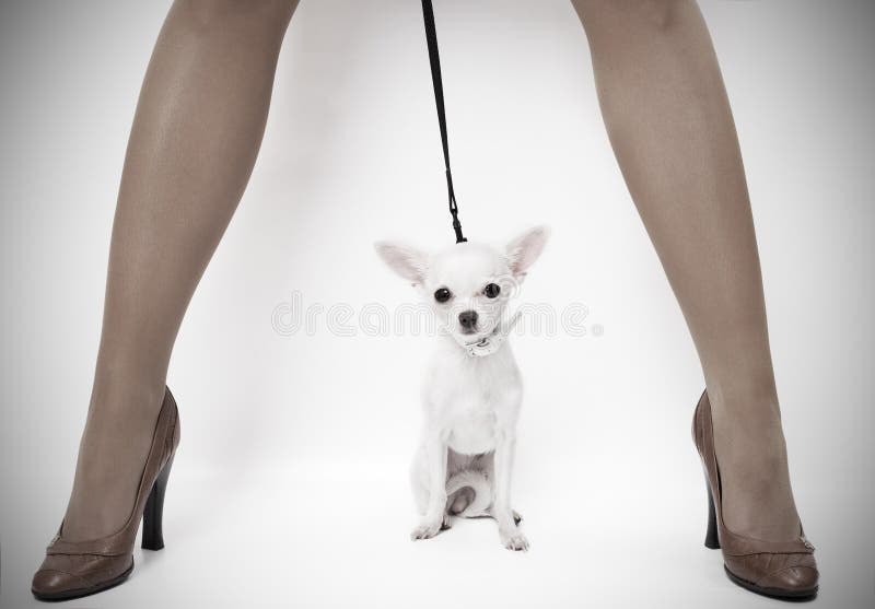 Woman and her dog royalty free stock image Woman and her dog royalty free stock image