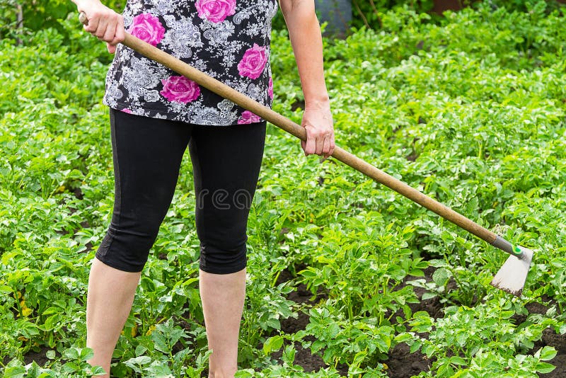 Woman hilling hoe potatoes