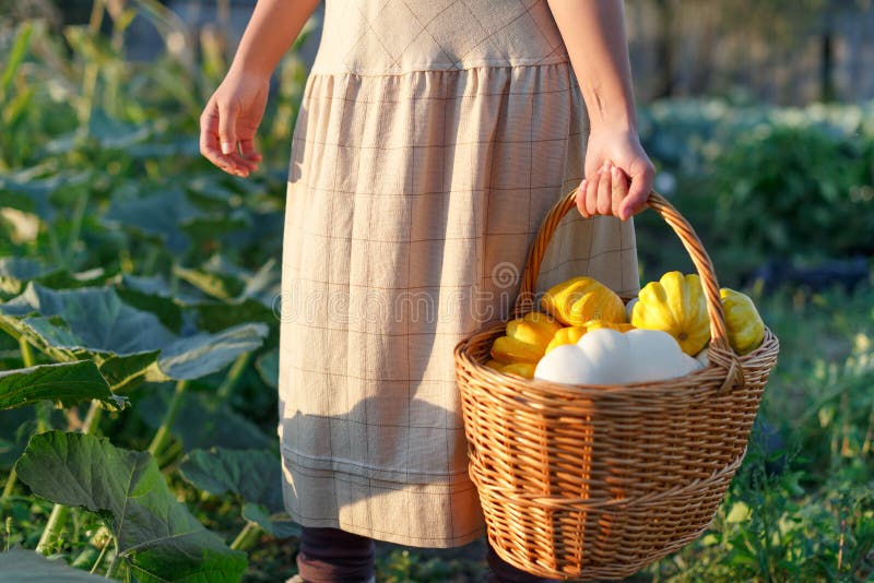 Woman Holding a Basket with a Harvest of Vegetables Stock Photo Image
