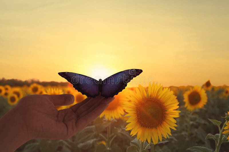 Woman holding beautiful morpho butterfly in sunflower field at sunset