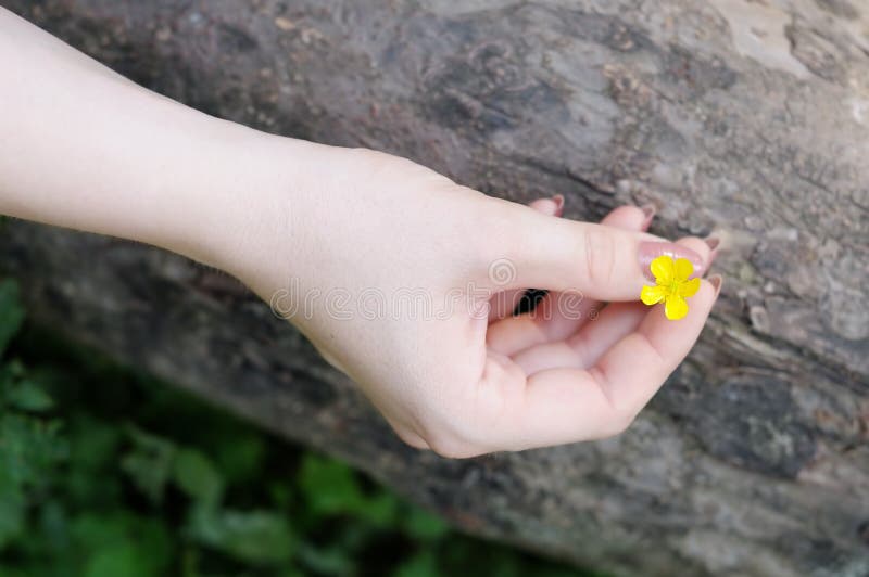 Woman holding buttercup in her hand stock photo Woman holding buttercup in her hand stock photo