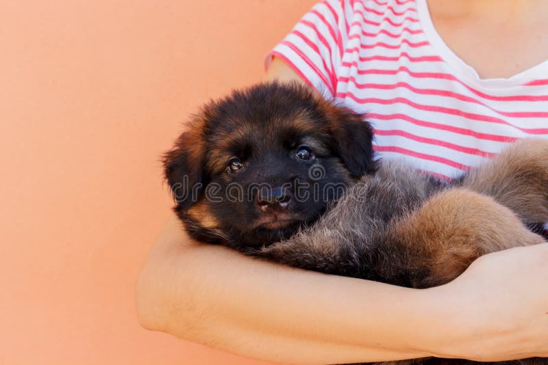 Woman holding cute shepherd puppy on wall background stock image Woman holding cute shepherd puppy on wall background stock image