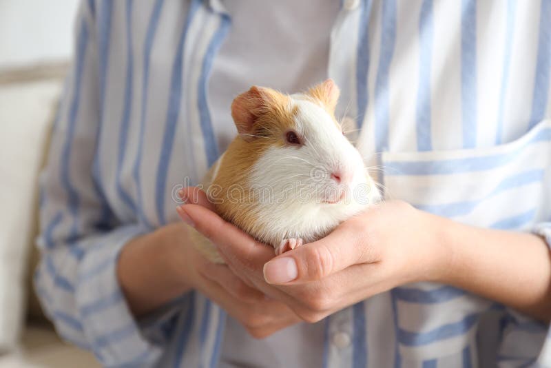 Woman holding cute small guinea pig, closeup