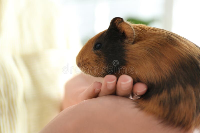Woman holding cute small guinea pig indoors