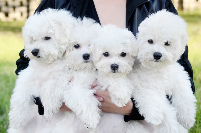 bichon frise grey and white