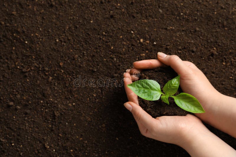 Woman holding green seedling on soil. Space for text royalty free stock photo Woman holding green seedling on soil. Space for text royalty free stock photo