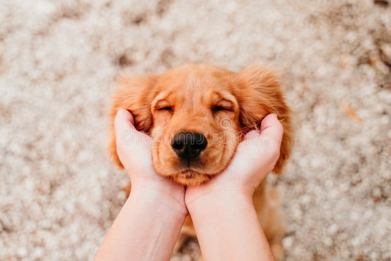 woman holding head of cute puppy cocker spaniel dog. love for animals concept