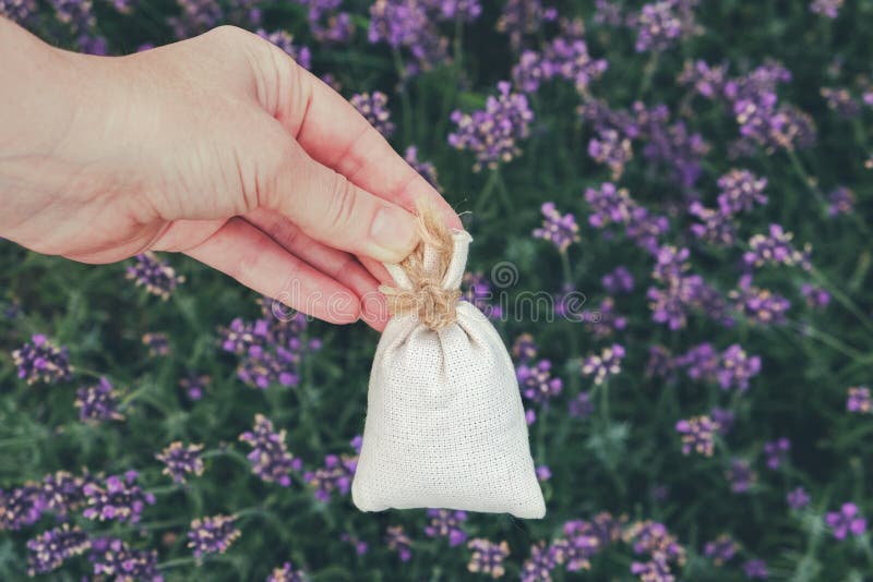 Woman holding in her hand a sachet filled with dry lavender. Lavender flowers on background