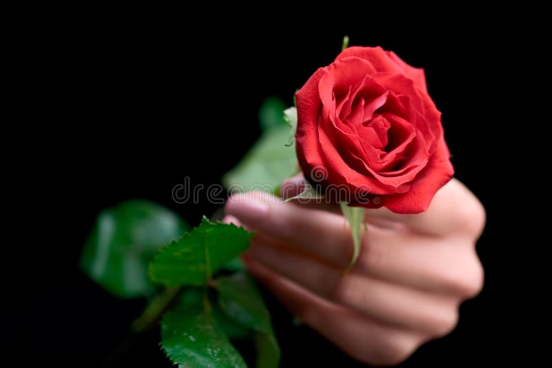 Woman holding a rose