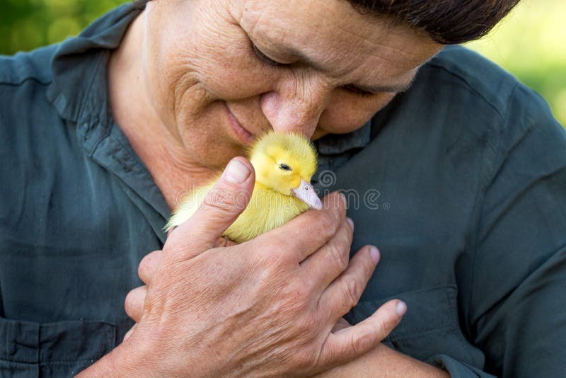 Woman holding a small yellow duckling in her hands. Love for animals_