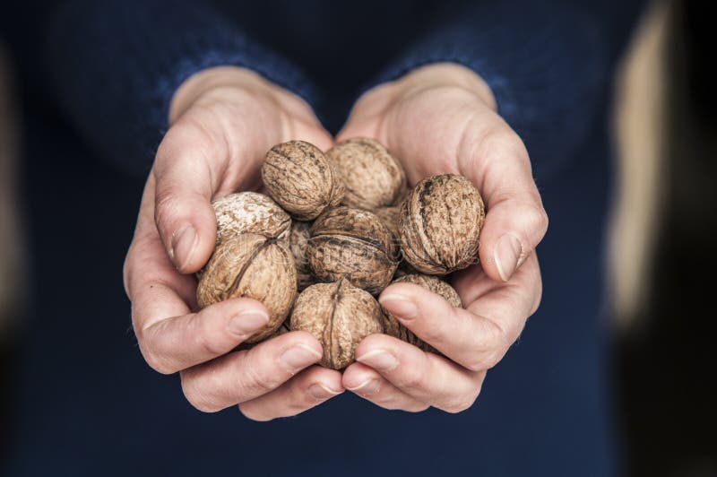 Woman holding walnuts royalty free stock images Woman holding walnuts royalty free stock images