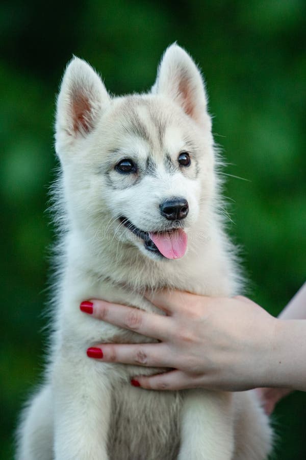 Small Husky Puppy Back View Photos Free Royalty Free Stock Photos From Dreamstime