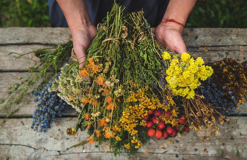 A woman holds medicinal herbs in her hands. Selective focus.