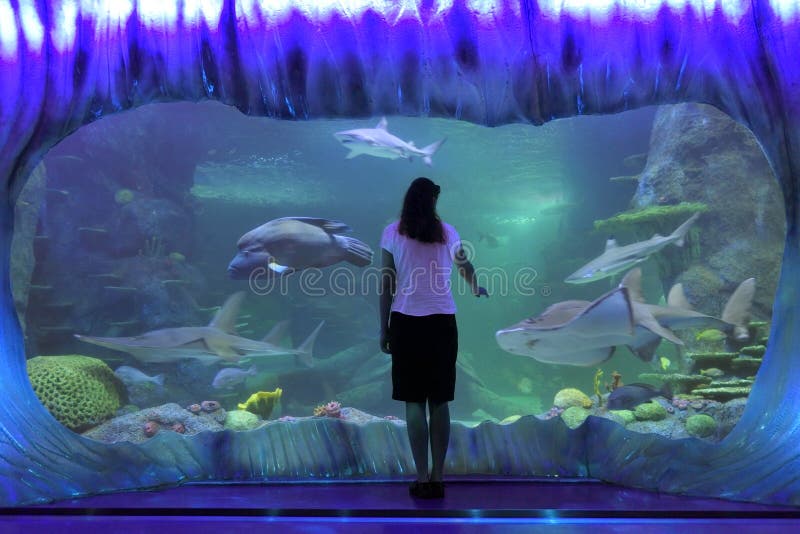 403 Sydney Aquarium Stock Photos - Free & Royalty-Free Stock Photos from Dreamstime 403 Sydney Aquarium Stock Photos - Free & Royalty-Free Stock Photos from Dreamstime