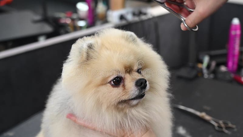 A woman makes a cute Pomeranian haircut. Spitz dog in the grooming salon.