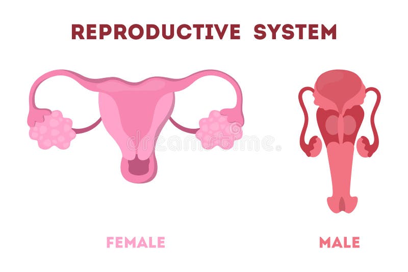 Woman And Man Reproductive System Internal Human Organ Stock Vector