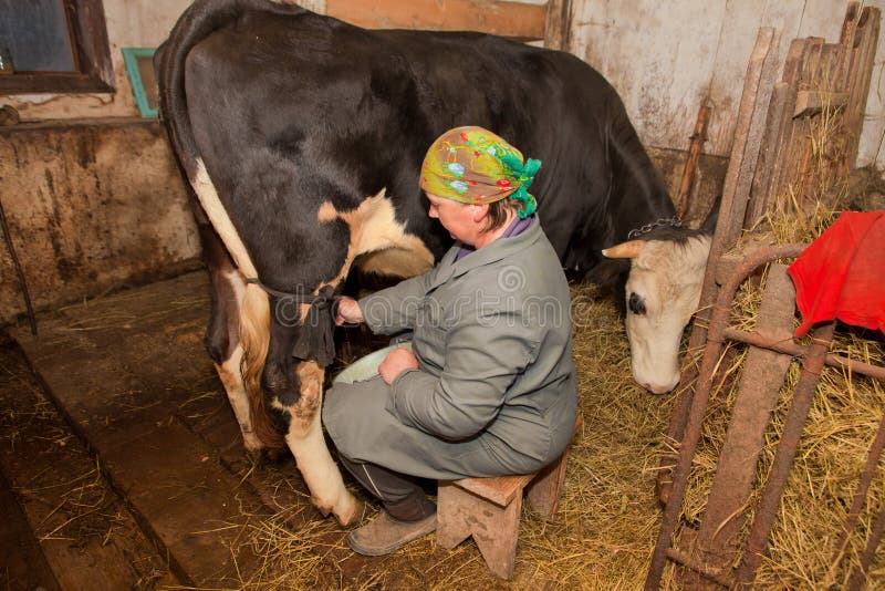 Woman is milking a cow in dairy-farm stock photography