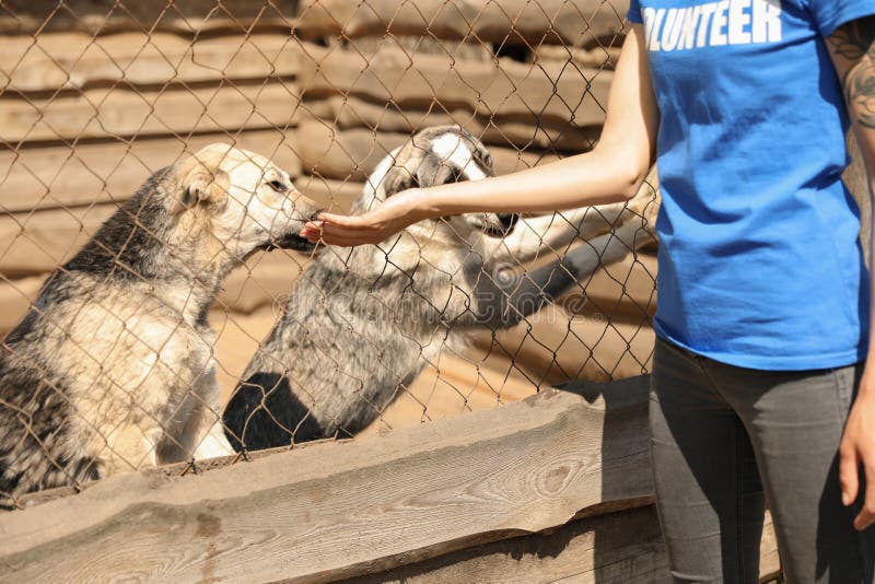 Animal Shelter. Ways of keeping animal Shelter. I Promise i ... (Volunteer) at the animal Shelter after School.. Animal shelter volunteer