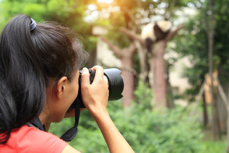 Woman photographer taking photo of panda royalty free stock images Woman photographer taking photo of panda royalty free stock images
