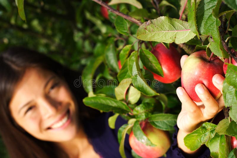 Woman picking apple from tree