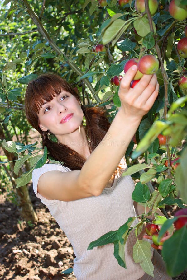 A woman picking apple from a tree