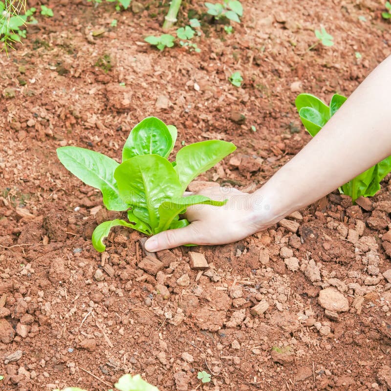 Woman Picking Fresh Lettuce Stock Photo Image of growth, garden 35322664
