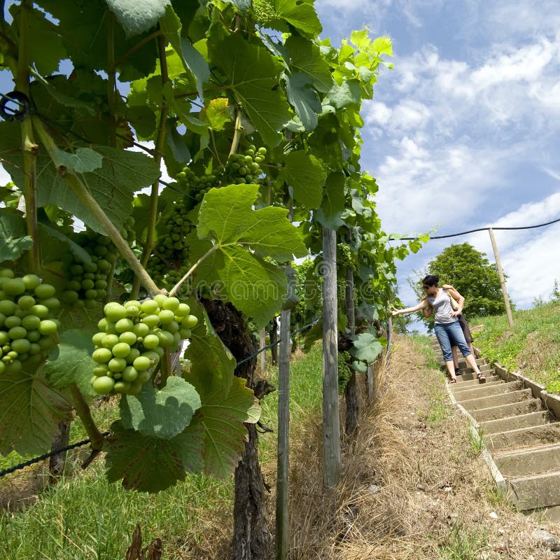 Woman picking green grapes