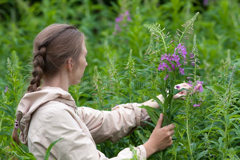 Woman picking leaves and flowers of willow-herb (Ivan-tea). 