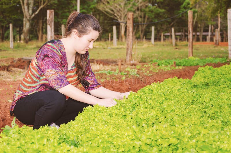 Hands of a Woman Picking Lettuce on a Vegetable Garden of a Farm Stock