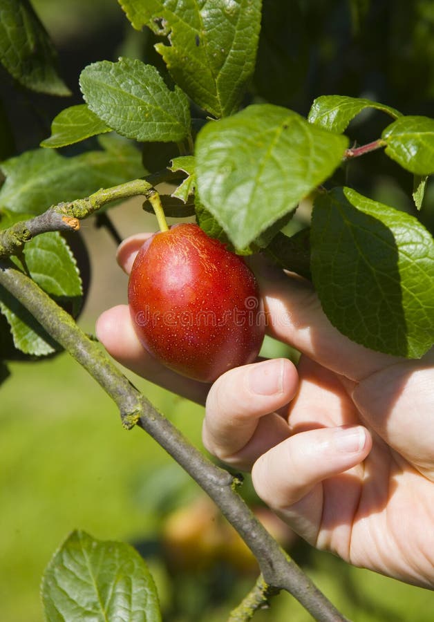 Woman picking a plum stock photo. Image of pick, plum 3300428