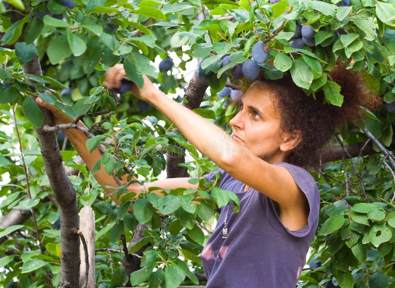 Woman picking plums stock image. Image of happy, activity 6097221